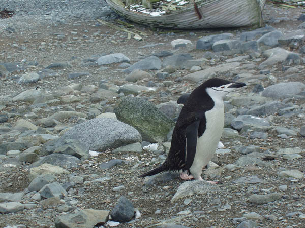 2006-02-Half-Moon-Island_07