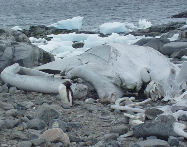 2006-02-Port-Lockroy_05