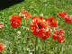 2003-06-milliondollhwy-silverton07