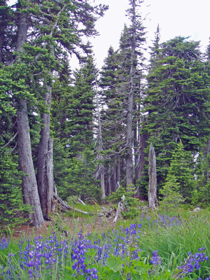 olympic-np-wa-2005-07_06