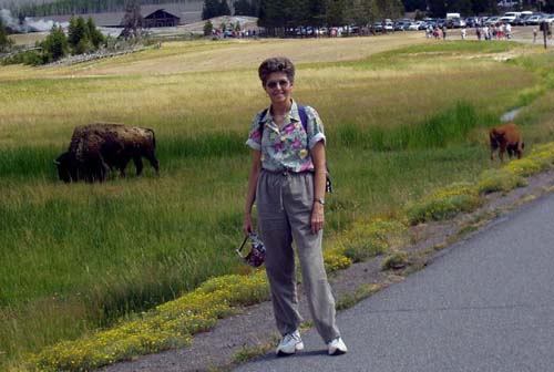 yellowstone-ofaithful-bison