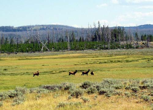 yellowstone-wildlife_000