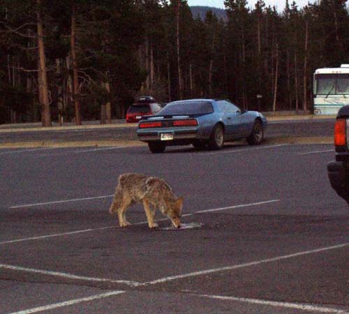 yellowstone-wildlife_005