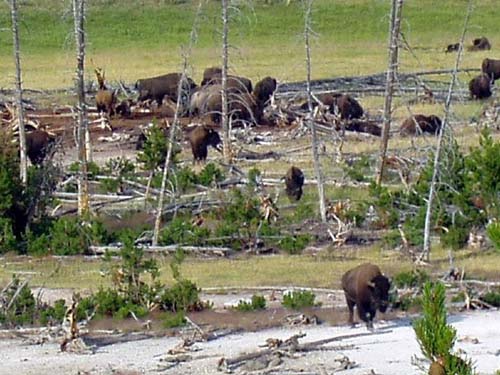 yellowstone-wildlife_006