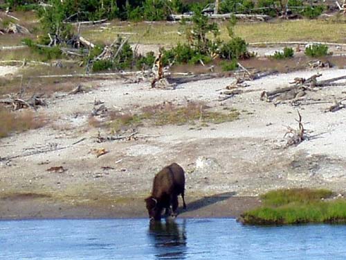 yellowstone-wildlife_007