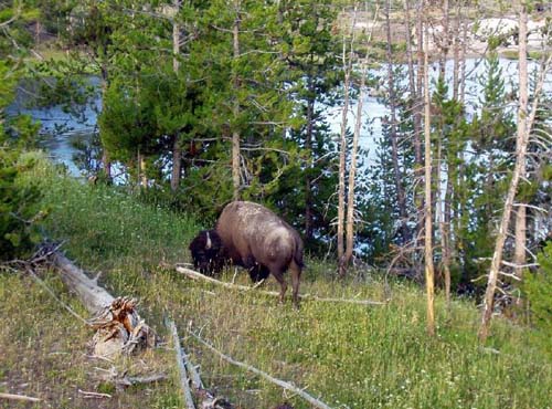 yellowstone-wildlife_009