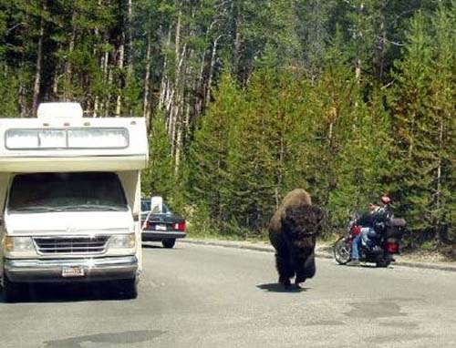 yellowstone-wildlife_010