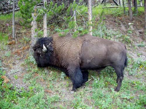 yellowstone-wildlife_012
