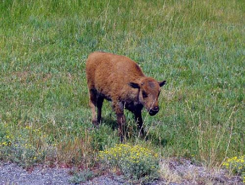 yellowstone-wildlife_014