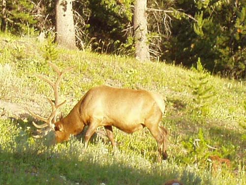 yellowstone-wildlife_017