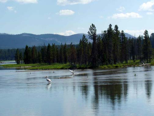 yellowstone-wildlife_019
