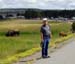 yellowstone-ofaithful-bison-2