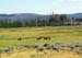 yellowstone-wildlife_000