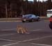 yellowstone-wildlife_005