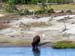 yellowstone-wildlife_007