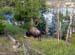 yellowstone-wildlife_009