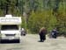 yellowstone-wildlife_010