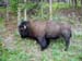 yellowstone-wildlife_012