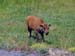 yellowstone-wildlife_014