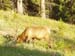 yellowstone-wildlife_017