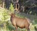 yellowstone-wildlife_018
